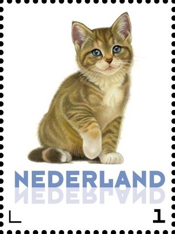 Domestic Cat (Felis silvestris catus)