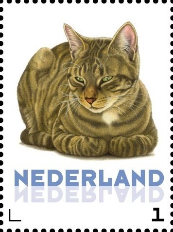 Domestic Cat (Felis silvestris catus)