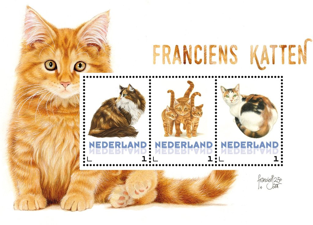 Domestic Cat (Felis silvestris catus)