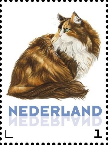 Domestic Cat (Felis silvestris catus)
