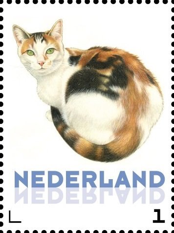 Domestic Cat (Felis silvestris catus)