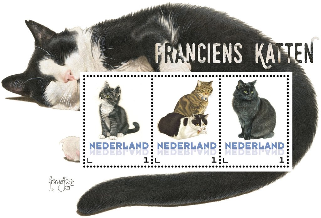 Domestic Cat (Felis silvestris catus)