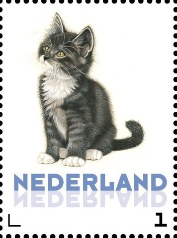 Domestic Cat (Felis silvestris catus)
