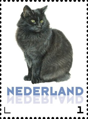 Domestic Cat (Felis silvestris catus)