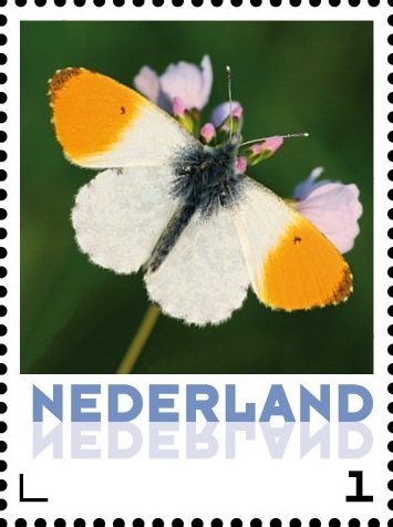 Butterflies: Orange Tip