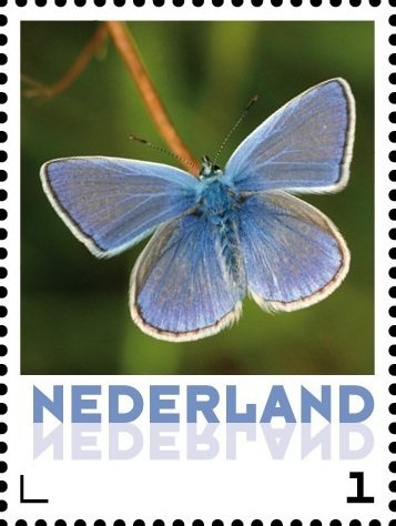 Butterflies: The Common Blue