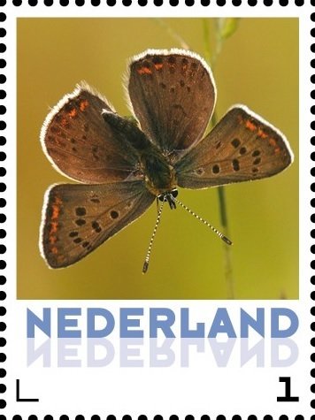 Butterflies: Sooty Copper