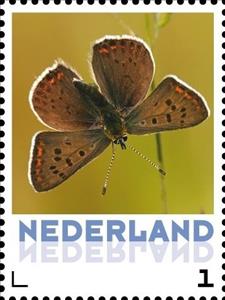 Stamp, Butterflies: Sooty Copper, Netherlands,  , Butterflies