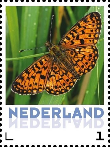 Butterflies: Small pearl-bordered fritillary