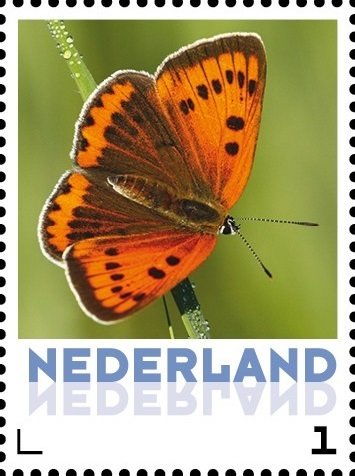 Butterflies: Large Copper