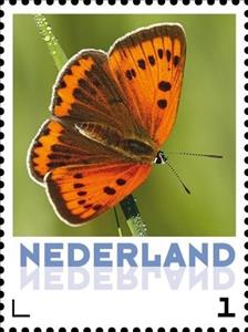 Stamp, Butterflies: Large Copper, Netherlands,  , Butterflies