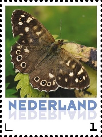 Butterflies: Speckled Wood