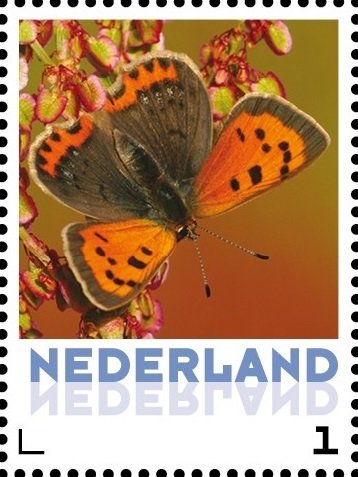 Butterflies: Small Copper