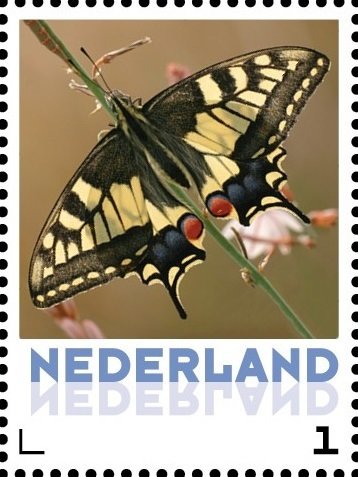 Butterflies: Old World swallowtail