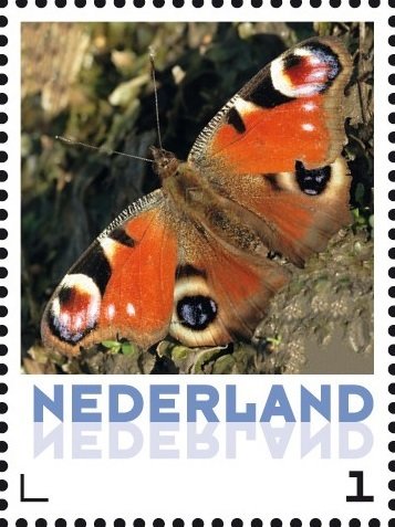 Butterflies: The European Peacock