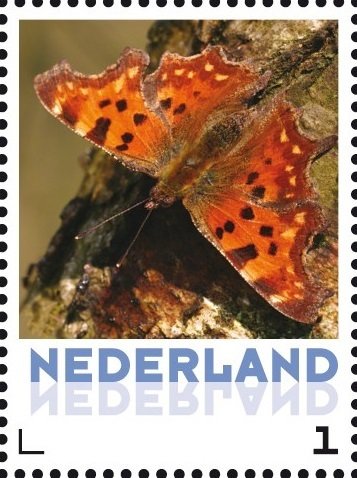 Butterflies: The Comma
