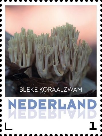 Pale Coral Fungus