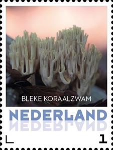 Stamp, Pale Coral Fungus, Netherlands,  , Mushrooms