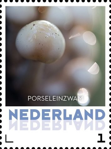 Porcelain fungus