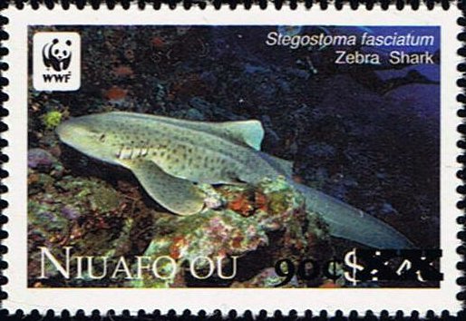 Zebra Shark (Stegostoma fasciatum)