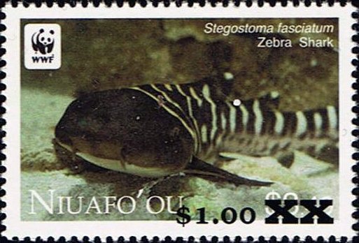 Zebra Shark (Stegostoma fasciatum)
