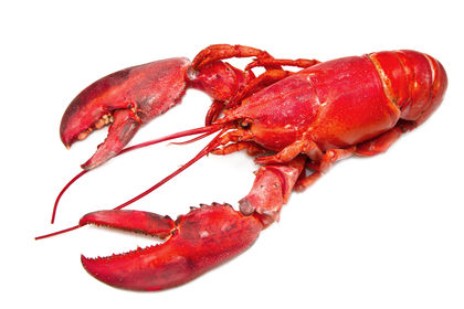 Crustaceans