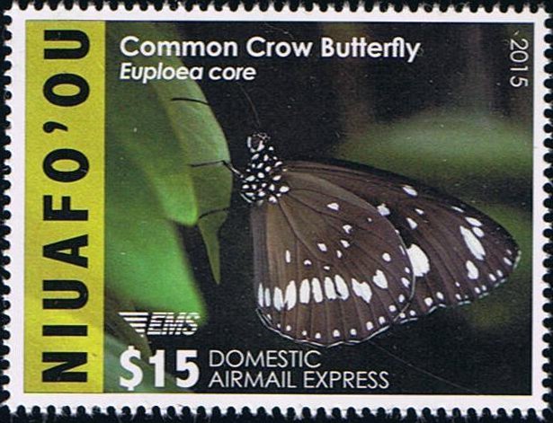 Common Crow (Euploea core) 