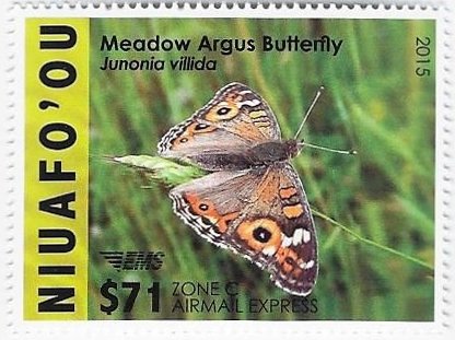 Meadow Argus Butterfly (Junonia villidia))