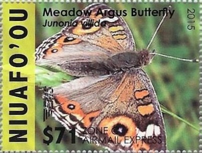 Meadow Argus Butterfly (Junonia villida)
