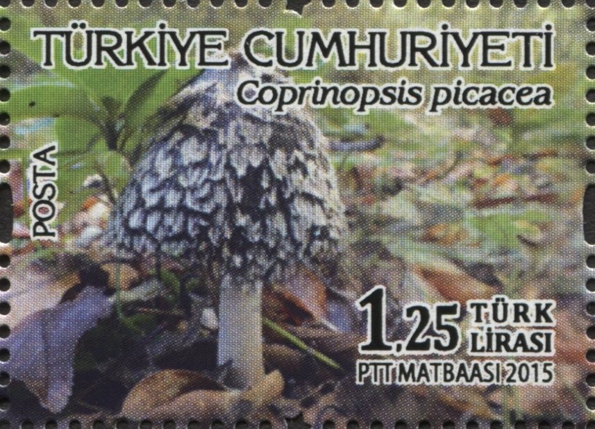 Mushrooms - Coprinopsis picacea