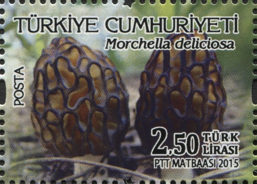 Mushrooms - Morchella deliciosa