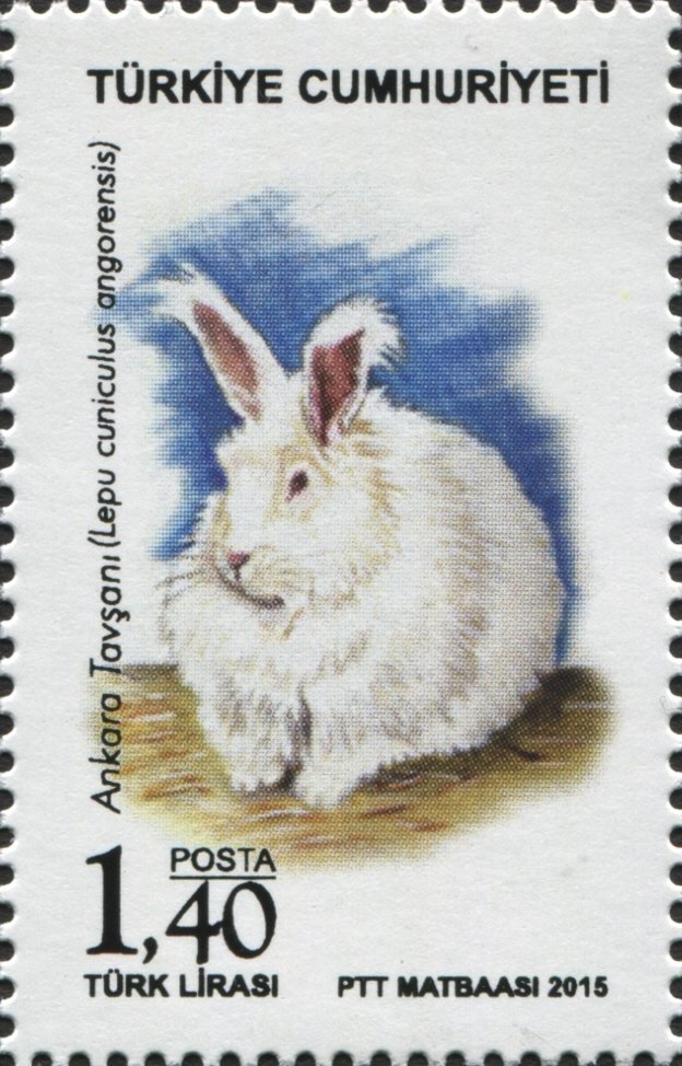 Angora Rabbit (Oryctolagus cuniculus forma domestica)