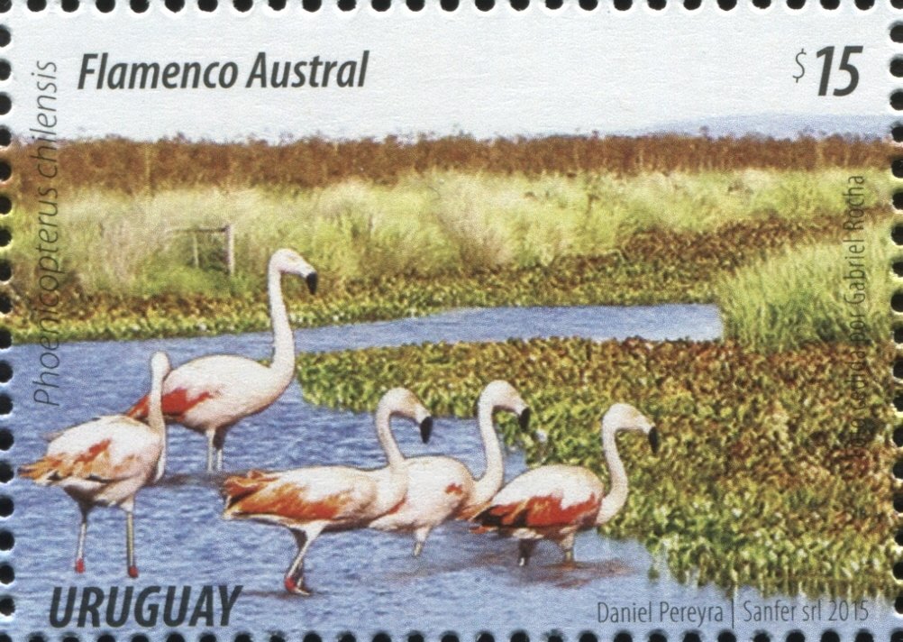 Chilean Flamingo (Phoenicopterus chilensis)