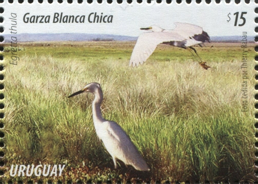 Snowy Egret (Egretta thula)
