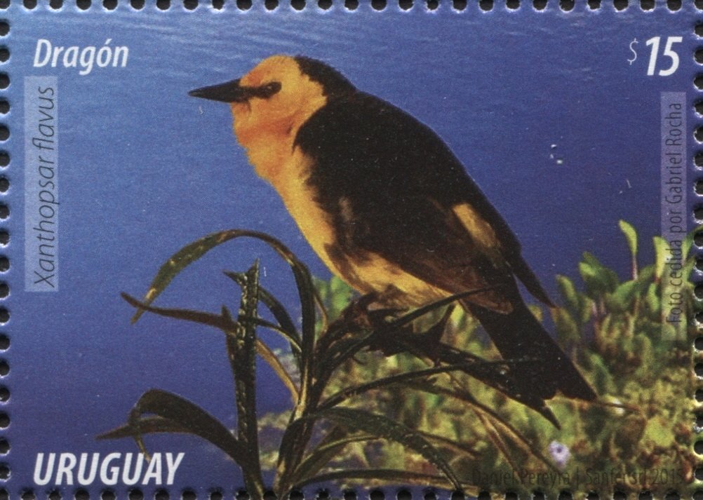 Saffron-cowled Blackbird (Xanthopsar flavus)