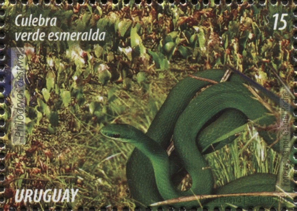 Common Green Racer (Phylodryas aestiva)