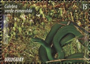 Stamp, Common Green Racer (Phylodryas aestiva), Uruguay,  , Animals (Fauna)