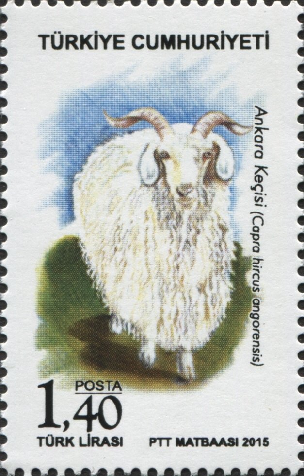 Angora Goat (Capra aegagrus hircus)