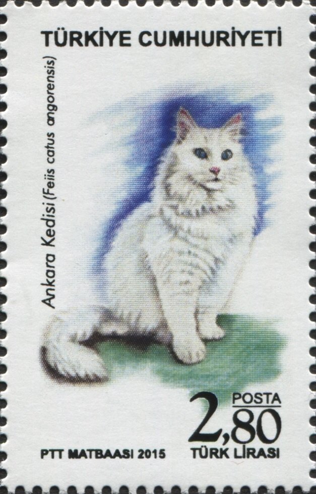 Turkish Angora (Felis silvestris catus)