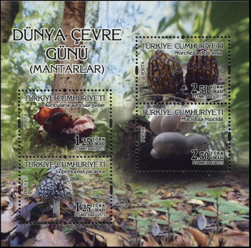 World Environment Day 2015 - Mushrooms