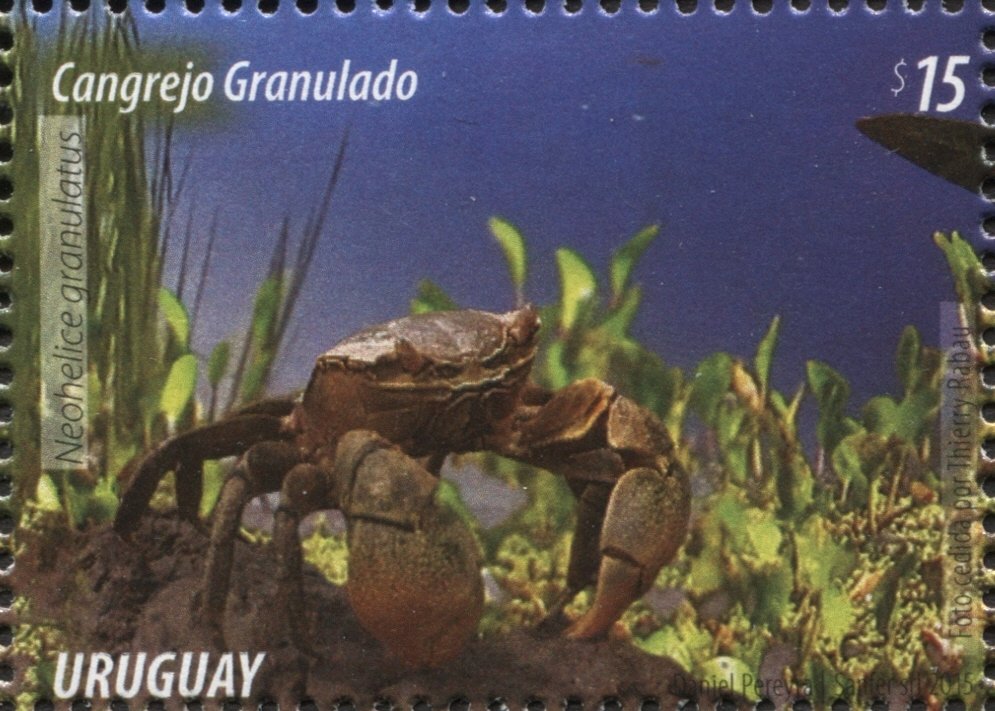 Grapsid Crab (Neohelice granulatus)