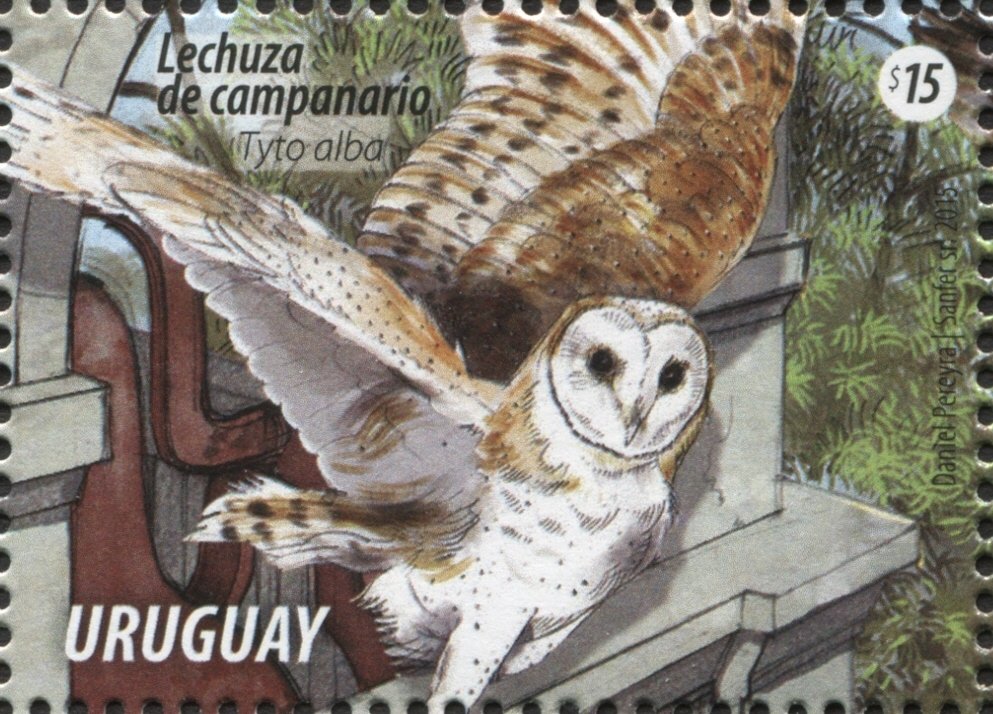 Western Barn Owl (Tyto alba)
