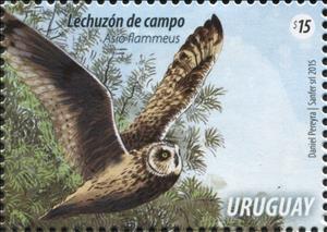 Stamp, Short-eared Owl (Asio flammeus), Uruguay,  , Animals (Fauna), Birds, Birds of Prey, Owls