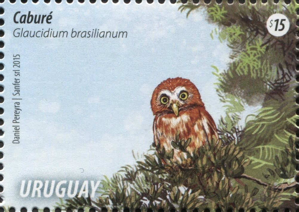 Ferruginous Pygmy Owl (Glaucidium brasilianum)
