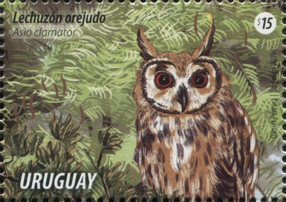 Striped Owl (Asio clamator)