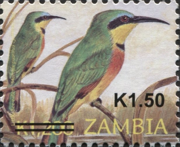 Little Bee-eater (Melittophagus pusillus)