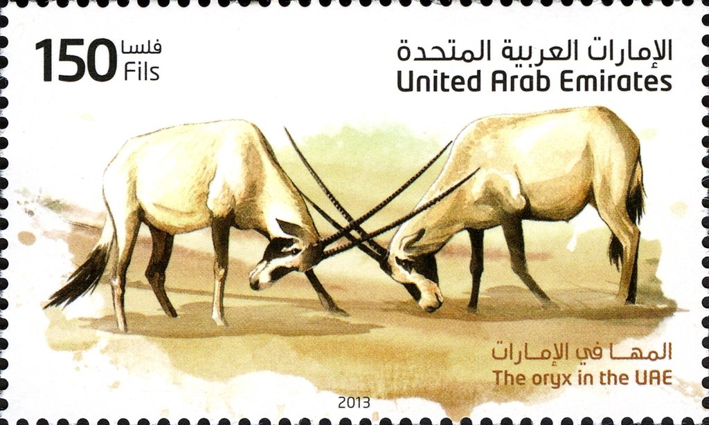 Arabian Oryx (Oryx leucoryx)
