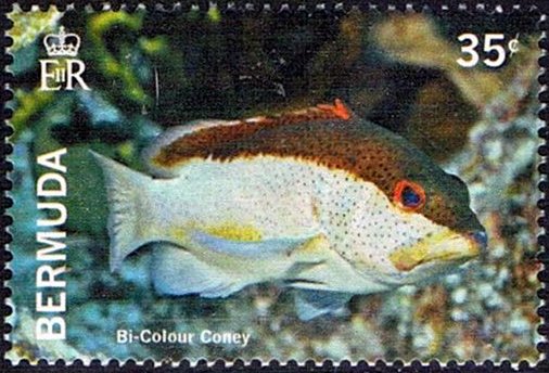 Bi-color coney