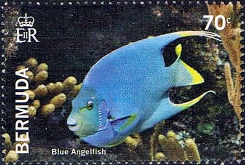 Blue angelfish