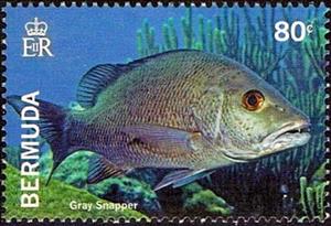 Stamp, Gray snapper, Bermuda,  , Fishes